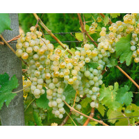 Vitis vinifera weiß