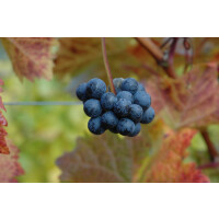 Vitis vinifera blau