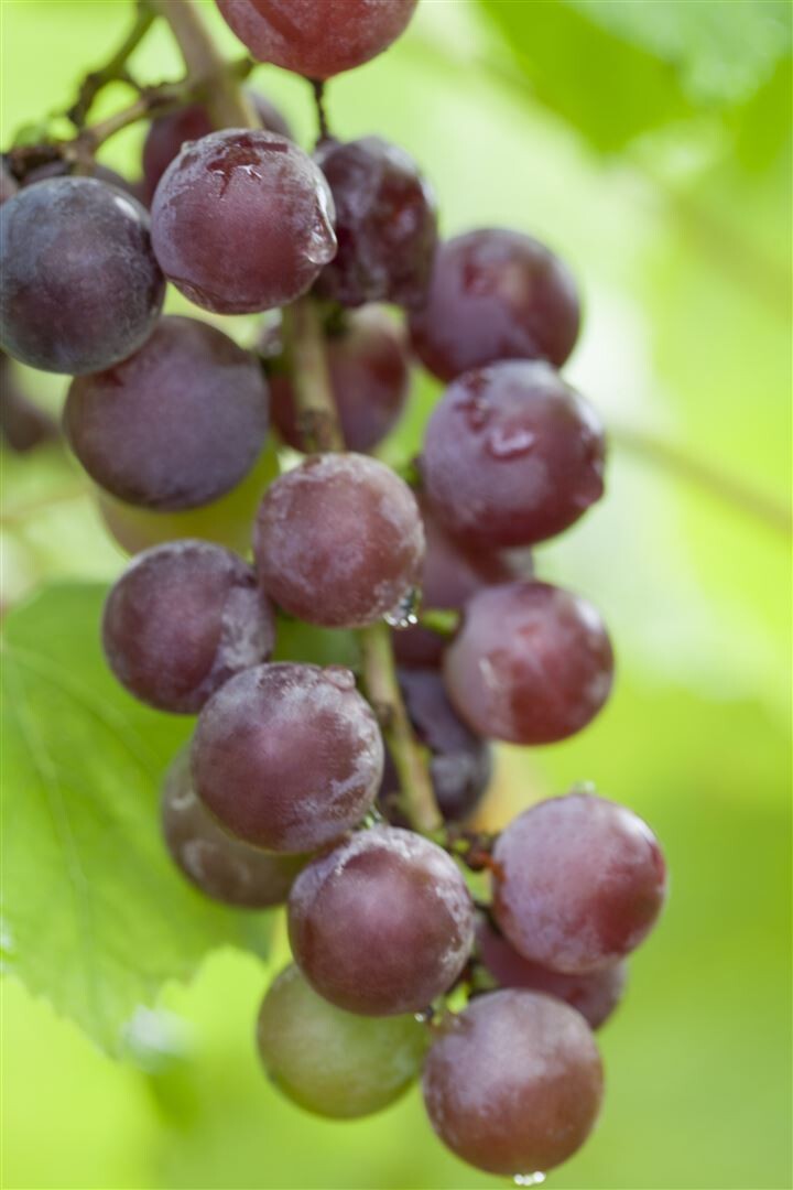 Vitis vinifera Weinrebe Rote Red\' - \'Suffolk