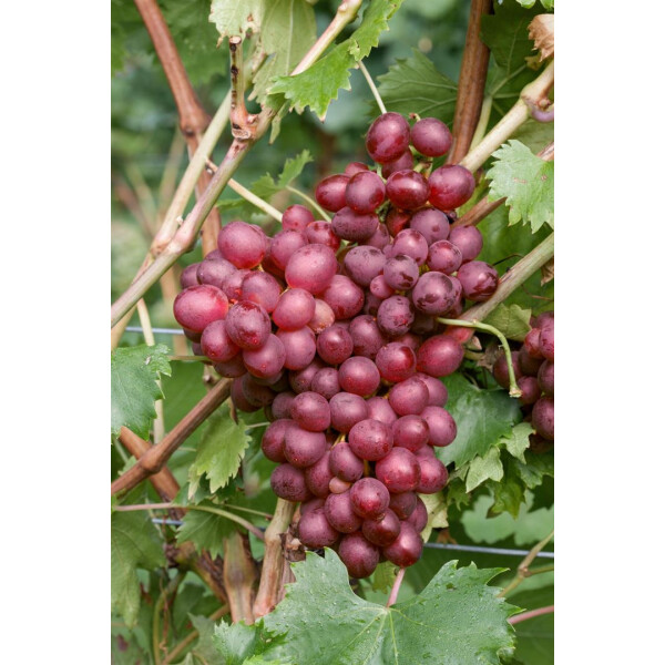 Vitis vinifera \'Suffolk Red\' - Rote Weinrebe
