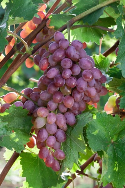 Vitis Rote vinifera Weinrebe - Red\' \'Suffolk