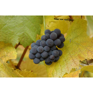 Vitis vinifera Muscat bleu