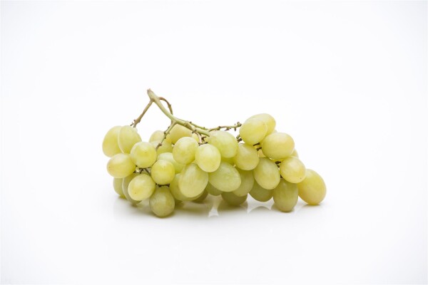 Vitis vinifera \'Lakemont\' - Weiße Tafeltraube