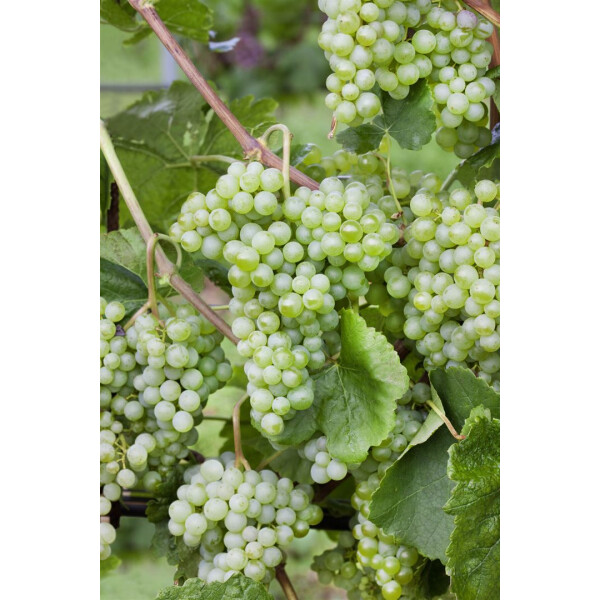 Vitis vinifera Tafeltraube - Weiße \'Lakemont\'