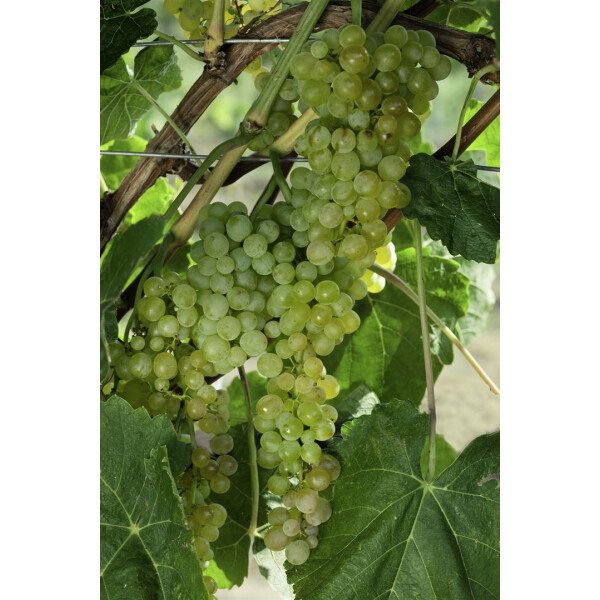 Vitis vinifera \'Lakemont\' - Weiße Tafeltraube | Kräuter