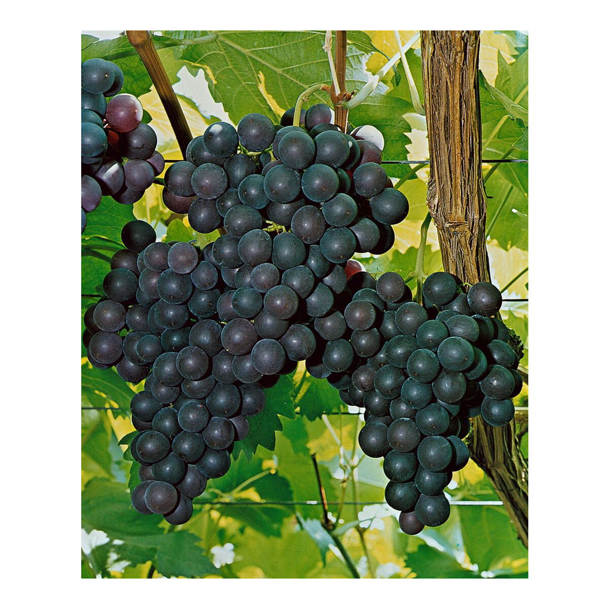 Vitis vinifera Kyoho dunkelrote Pflaumentraube Weinrebe Tafeltraube gute Pil 