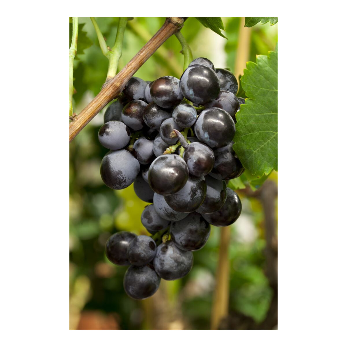 Kletterpflanze Winterhart Topf-Ø 13 cm Höhe 65-75 cm Weinrebe Trauben Pflanzen Vitis vinifera Red Ruby 