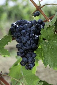 Vitis vinifera Erdbeertraube