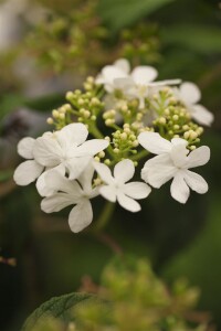 Viburnum plicatum Watanabe