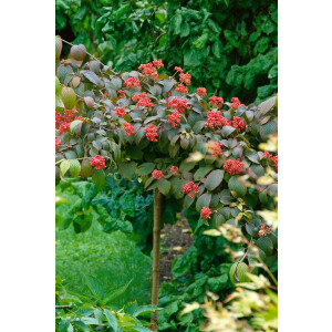 Viburnum plicatum Darts Red Robin