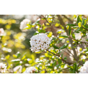 Viburnum burkwoodii Anne Russel