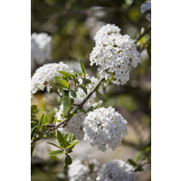Viburnum burkwoodii Anne Russel