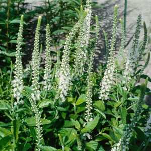 Veronica longifolia, weiß