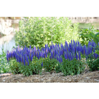 Veronica longifolia, blau
