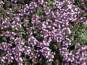 Thymus herba-barona