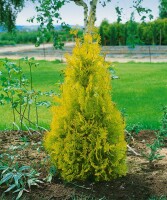 Thuja occidentalis Yellow Ribbon