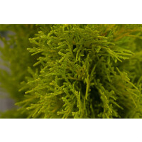 Thuja occidentalis Golden Smaragd  -R-