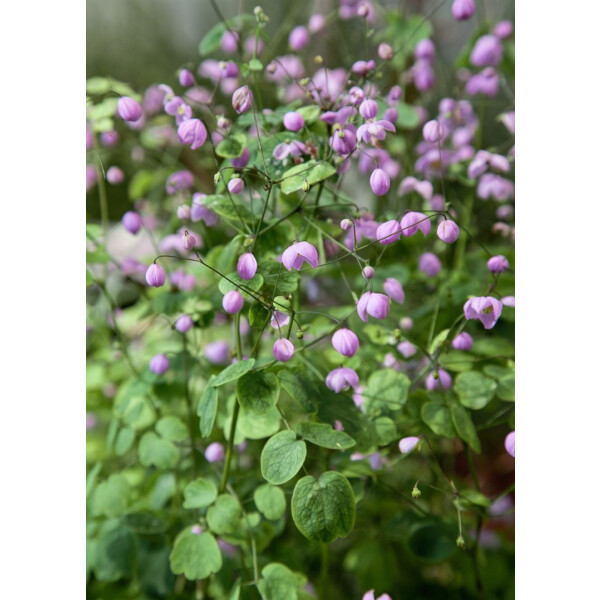 Thalictrum delavayi Hewitts Double