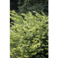 Taxus baccata Golden Nugget