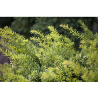 Taxus baccata Golden Nugget