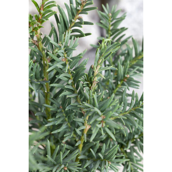 Taxus baccata Fips