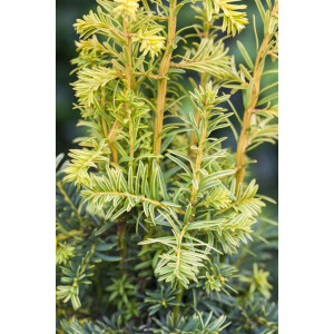 Taxus baccata Dovastonii Aurea