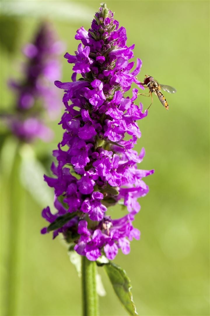 Stachys Monnieri 'Hummelo' — Pflegeleichte Staude Mit Pinken Blüten
