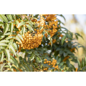 Sorbus aucuparia Autumn Spire  -R-