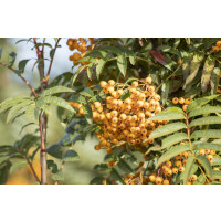 Sorbus aucuparia Autumn Spire  -R-