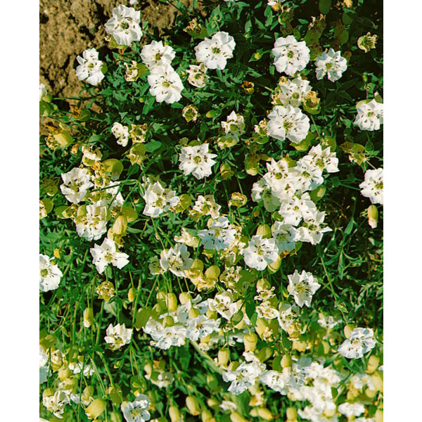 Silene uniflora Weißkehlchen