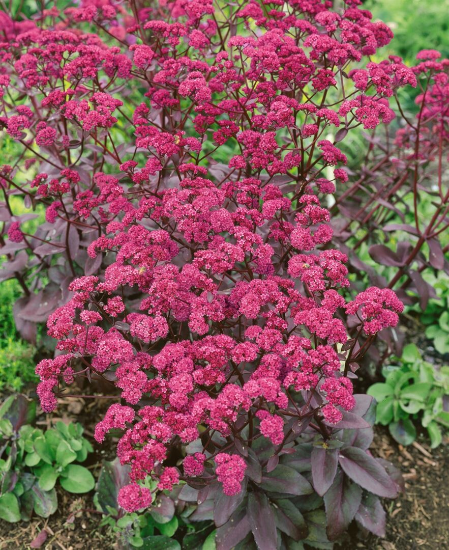 Фото седум red cauli