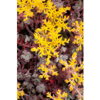 Sedum spathulifolium Purpureum