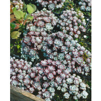 Sedum spathulifolium Cape Blanco
