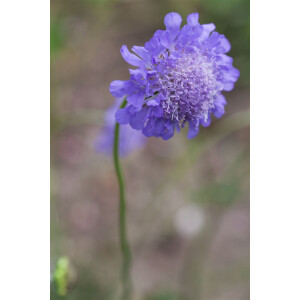 Jumbopflanze Schmetterlingsblume Blue Papillon zauberhaft und robust Scabiose 