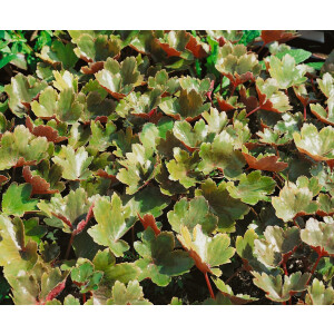 Saxifraga cortusifolia var.fortunei