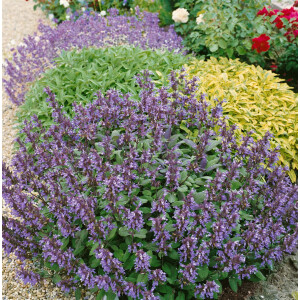 Salvia officinalis, violettblau