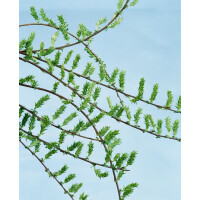 Salix repens Voorthuizen