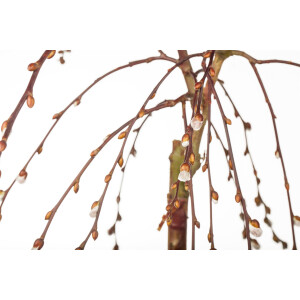 Salix caprea Pendula