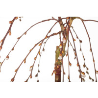 Salix caprea Pendula