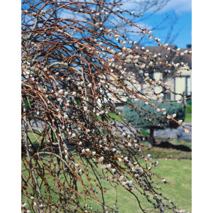 Salix gracilistyla Mount Aso