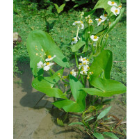 Sagittaria sagittifolia ssp.sagittifolia