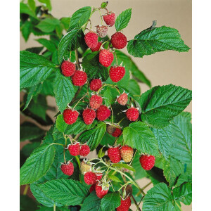 Rubus idaeus Willamette                  CAC