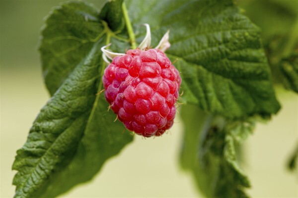 Rubus idaeus Malling Promise             CAC