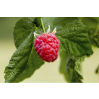 Rubus idaeus Malling Promise             CAC