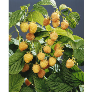 Rubus idaeus Golden Queen                CAC