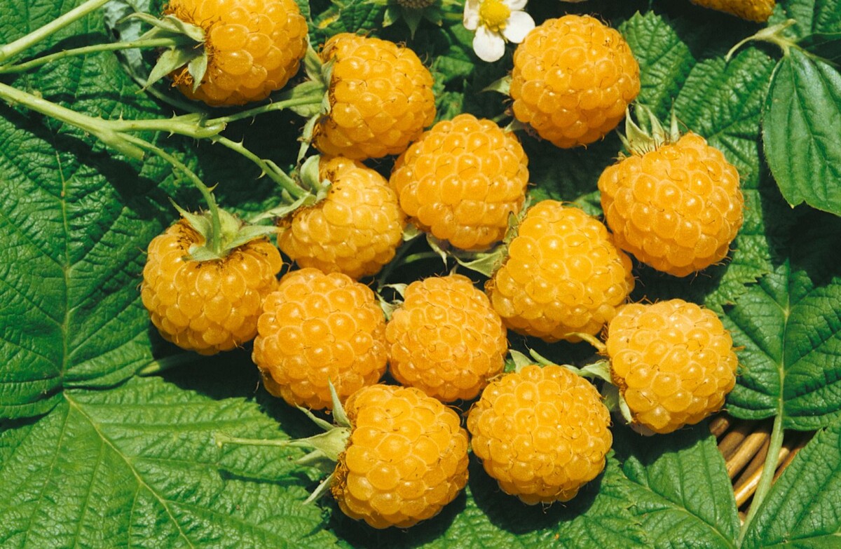 - \'Fallgold\' Rubus idaeus CAC Gold-Himbeere