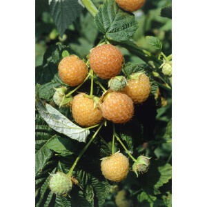 Rubus idaeus Fallgold                    CAC