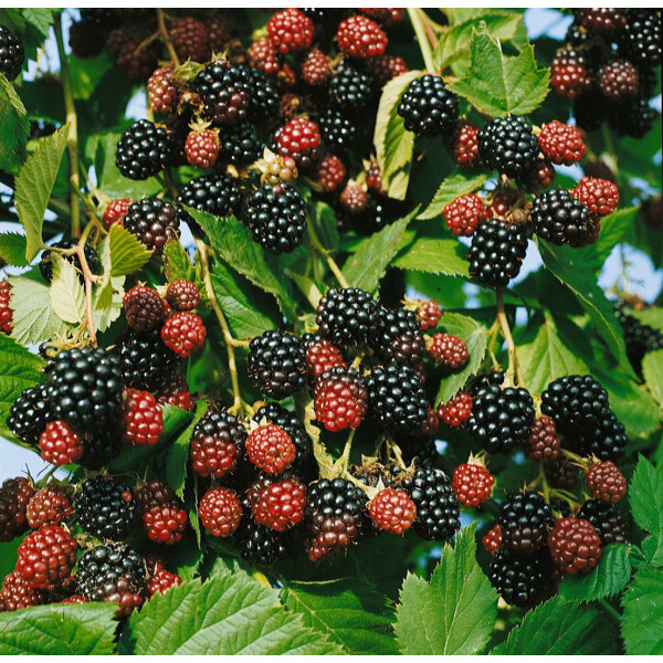 Rubus fruticosus Black Satin               CAC