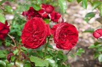 Rosa Rotkäppchen