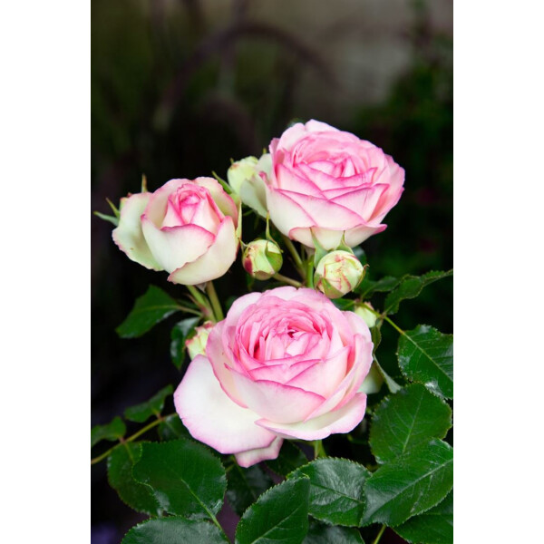 Zwergrose Pepita® Pflanzen-Kölle Gartenrose pink blühende ADR-Topfrose im 3 L Topf frisch aus der Gärtnerei